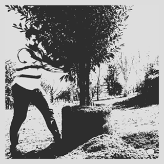 Tree Installation Service